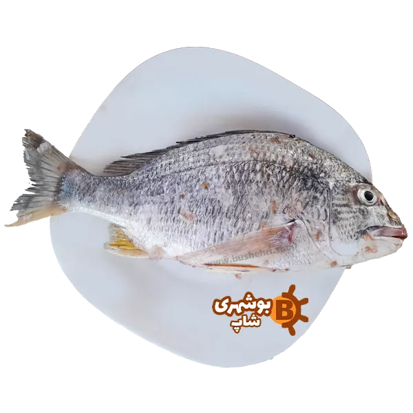 فروشگاه اینترنتی بوشهری شاپ - خوراکی محلی - آبزیان - ماهی - ماهی شوم - شانک - 5