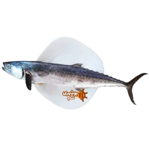 فروشگاه اینترنتی بوشهری شاپ - خوراکی محلی - آبزیان - ماهی - ماهی شیر-1